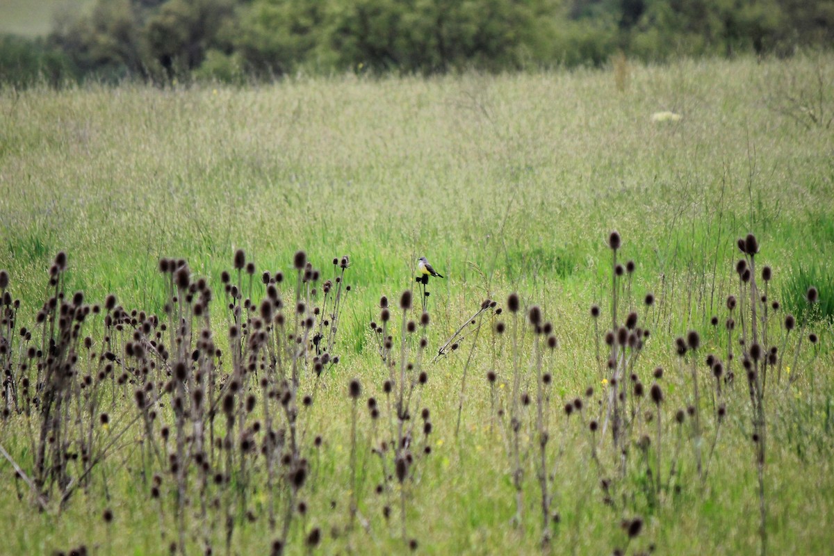 Western Kingbird - ML568714861