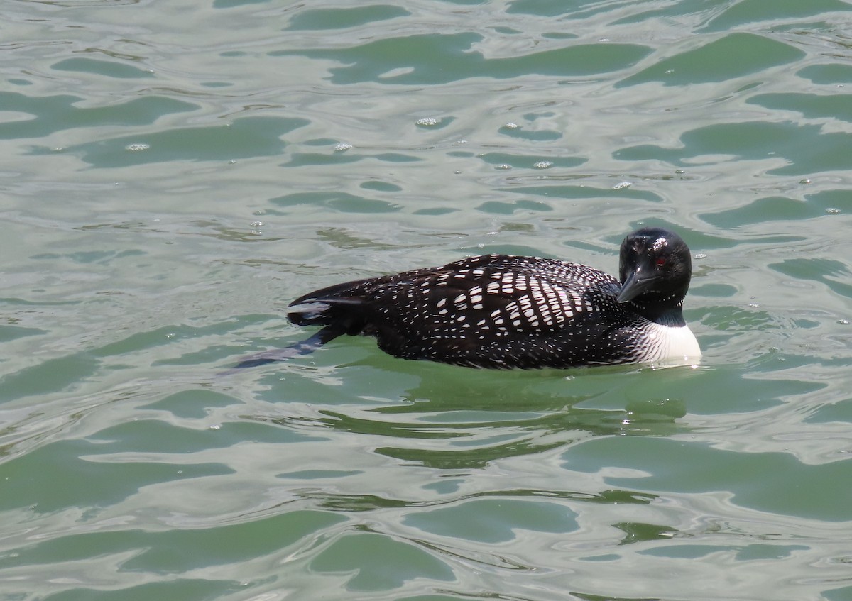 Common Loon - Sherree Sheide