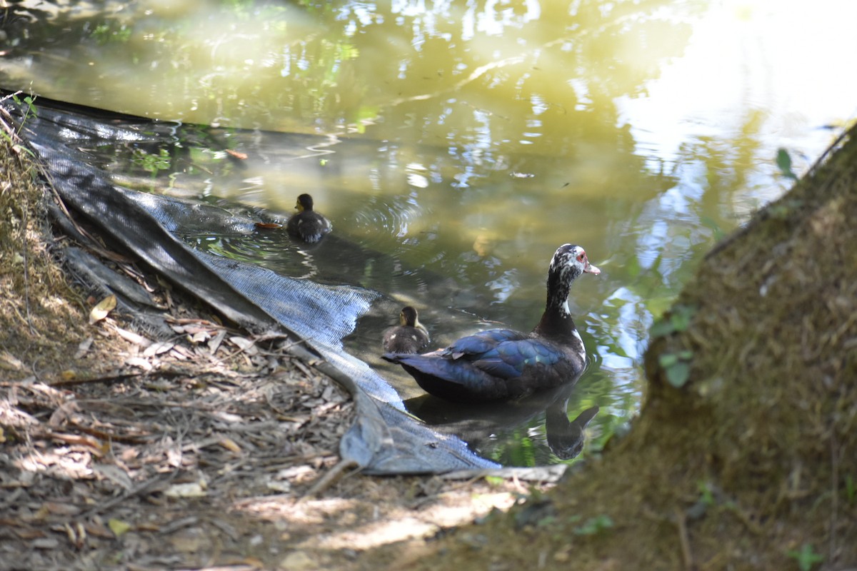 Muscovy Duck (Domestic type) - ML568715291