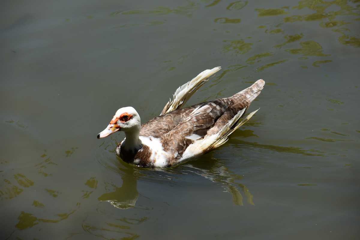 Muscovy Duck (Domestic type) - ML568715361