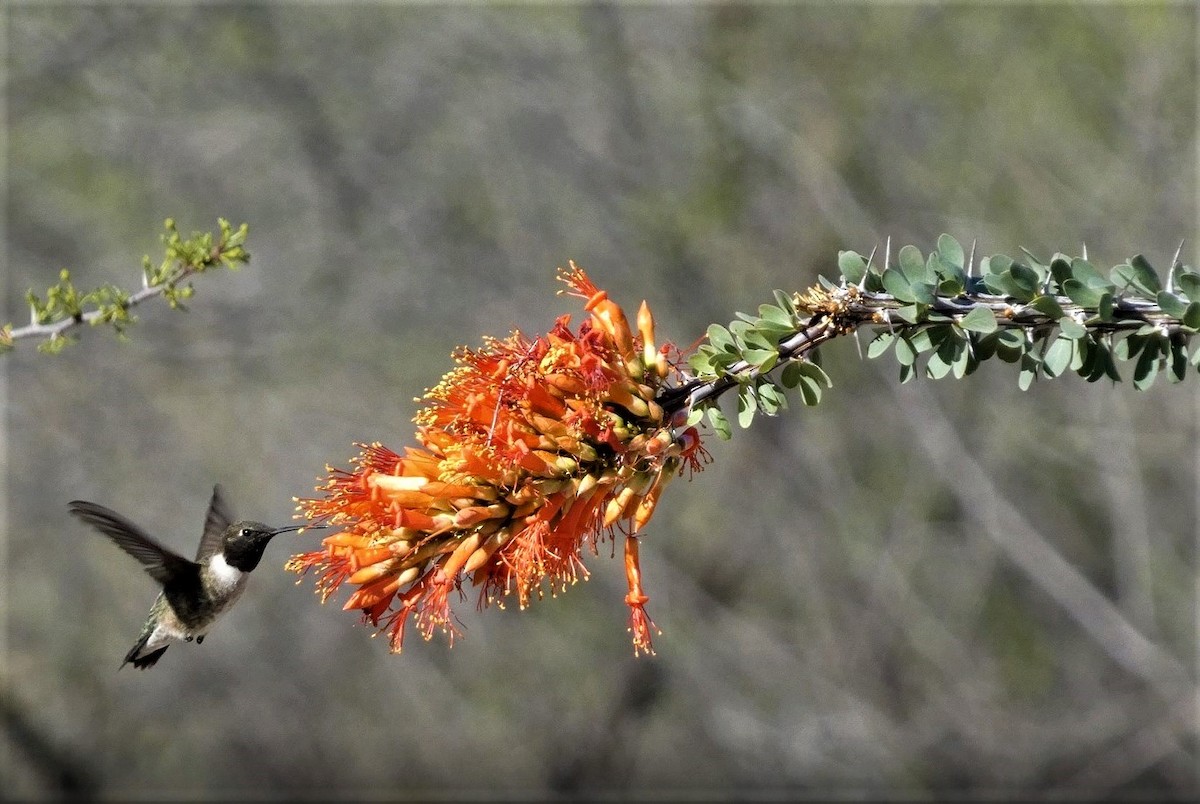 Black-chinned Hummingbird - ML568715391