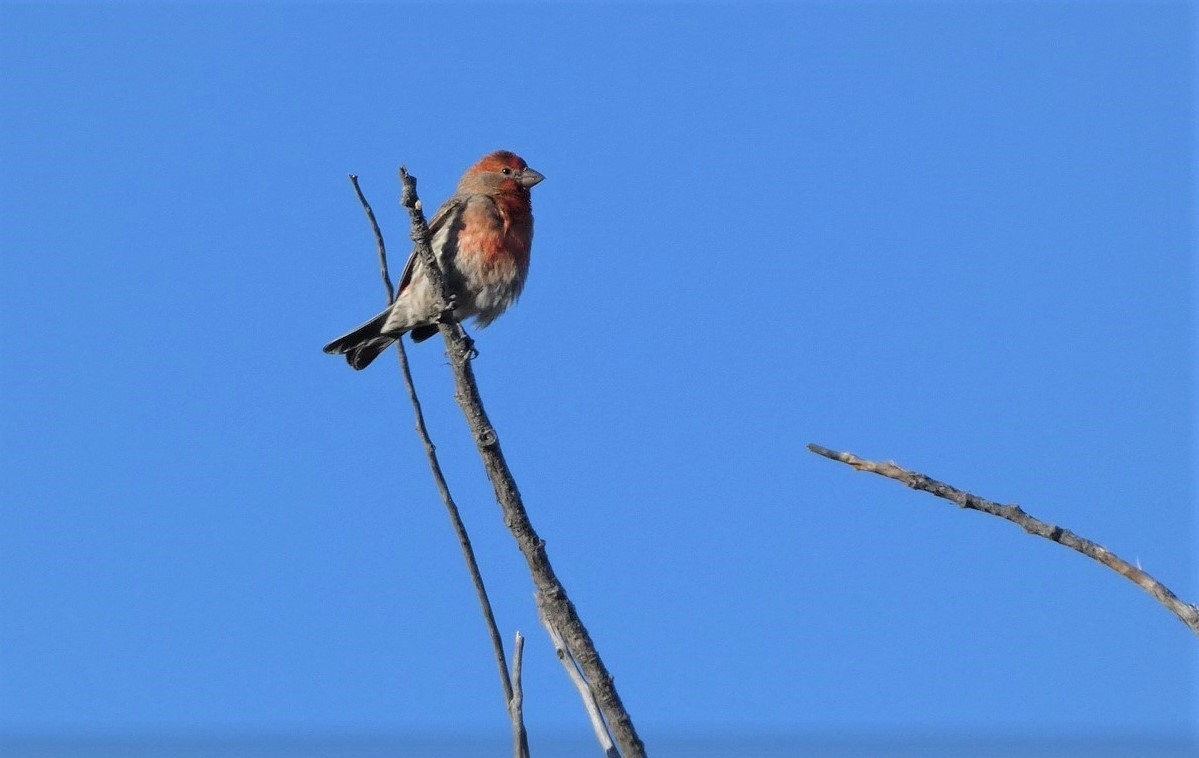 House Finch - Judy Lazarus Yellon