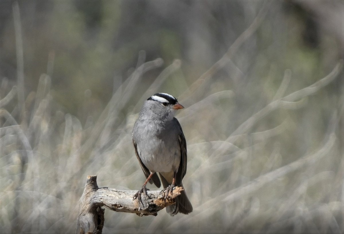 White-crowned Sparrow - Judy Lazarus Yellon