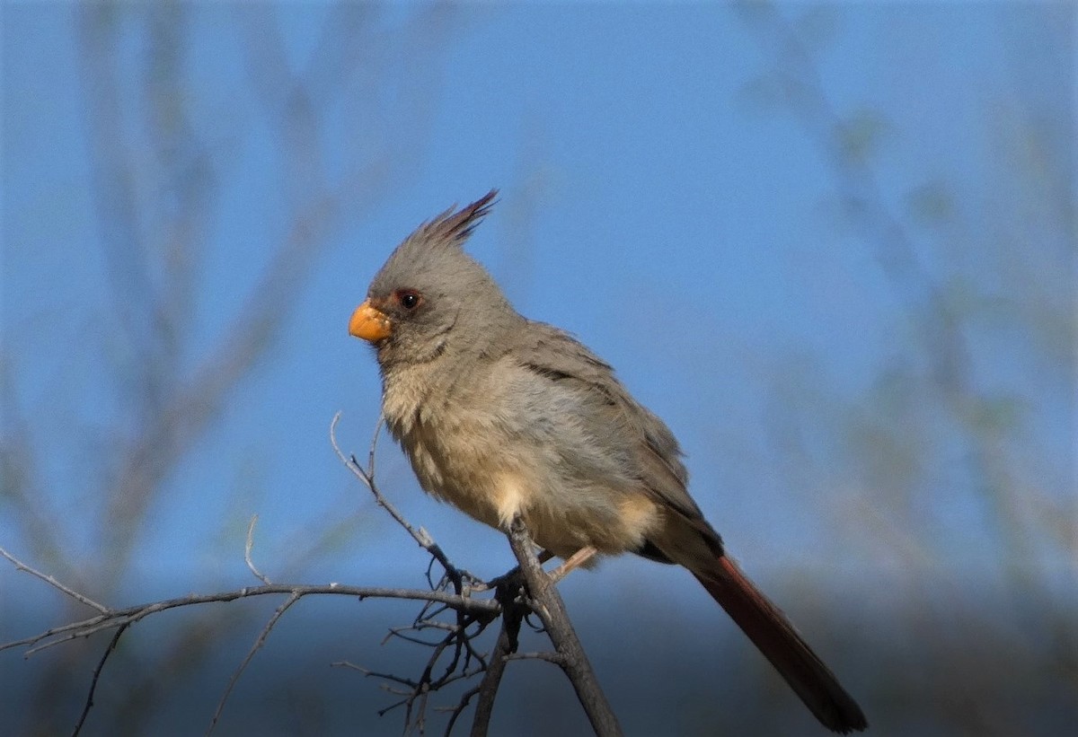 Pyrrhuloxia - Judy Lazarus Yellon