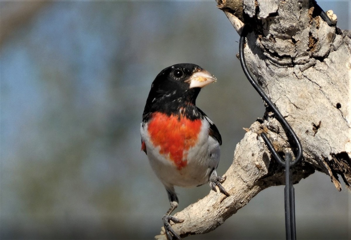 Rose-breasted Grosbeak - Judy Lazarus Yellon