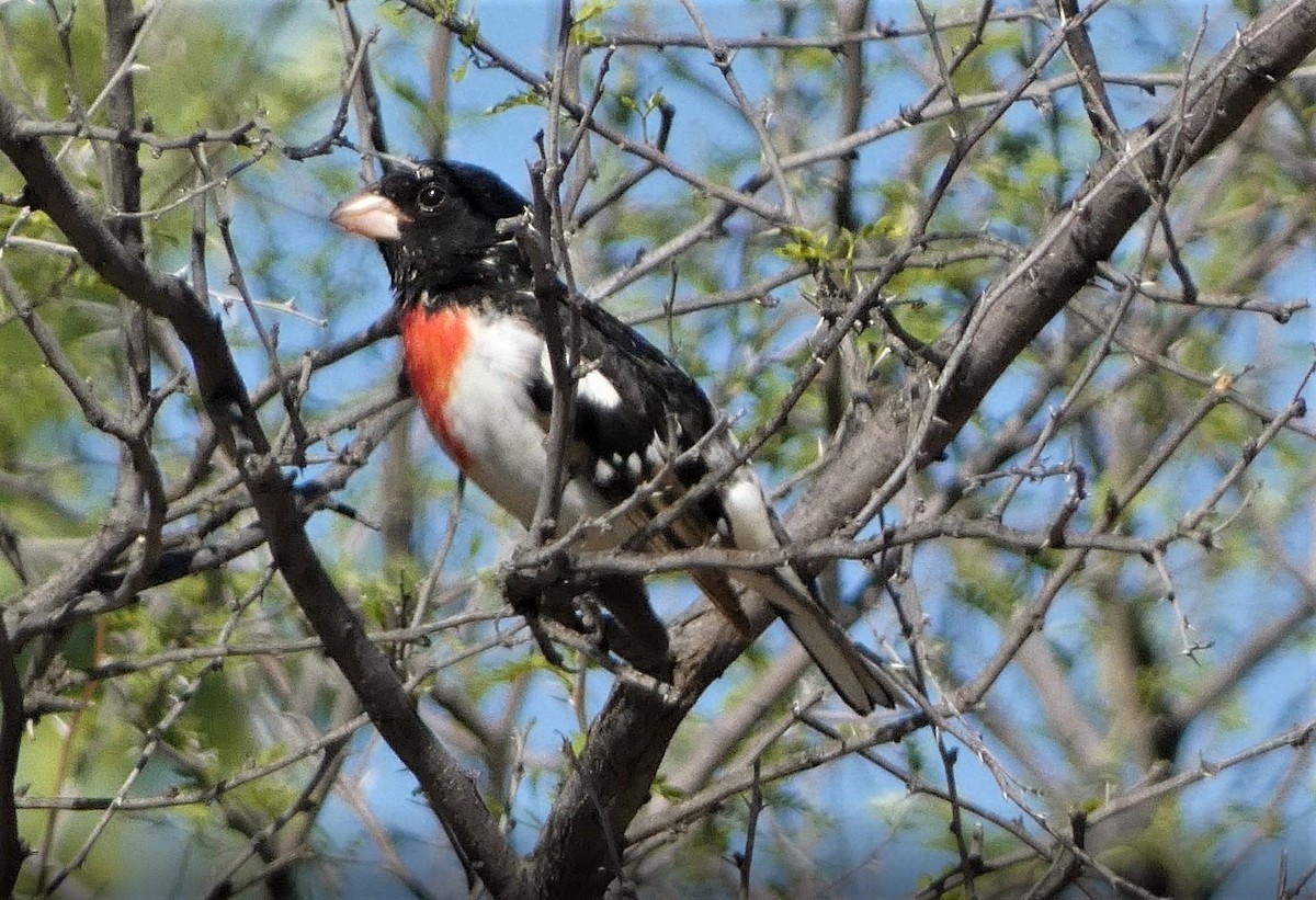 Rose-breasted Grosbeak - Judy Lazarus Yellon