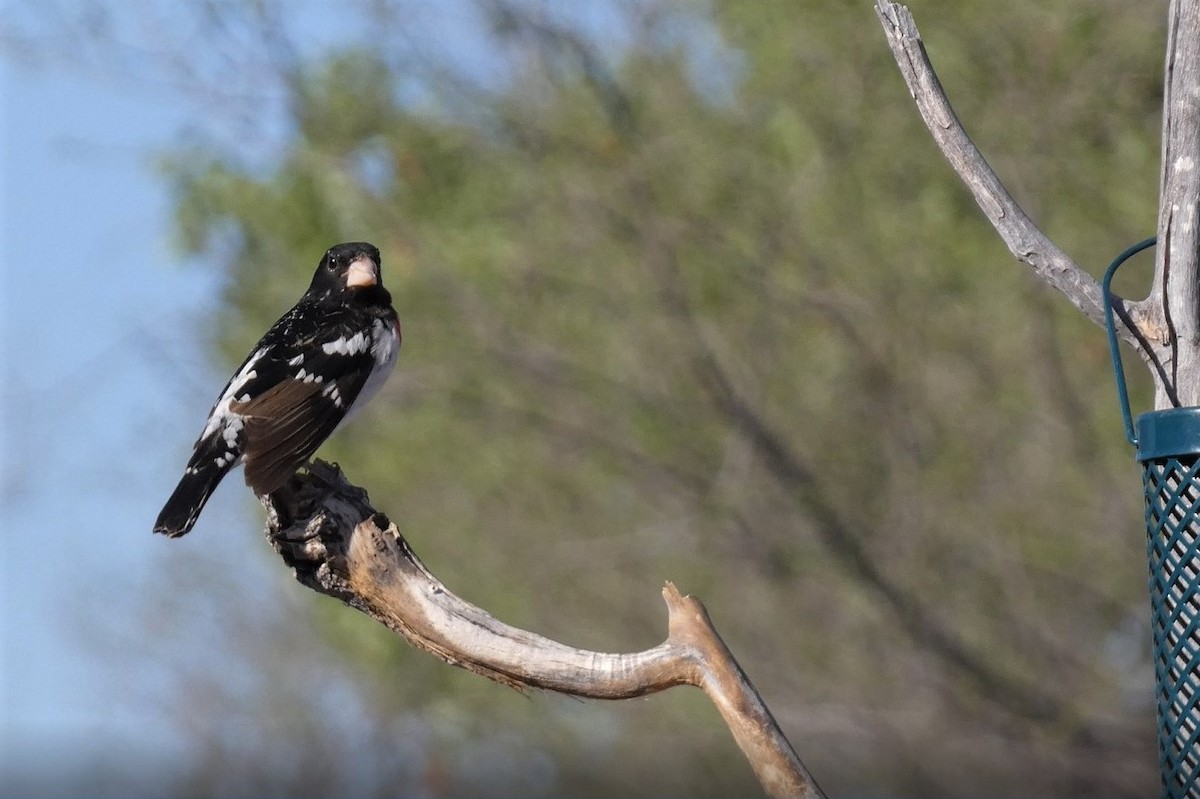 Rose-breasted Grosbeak - Judy Lazarus Yellon