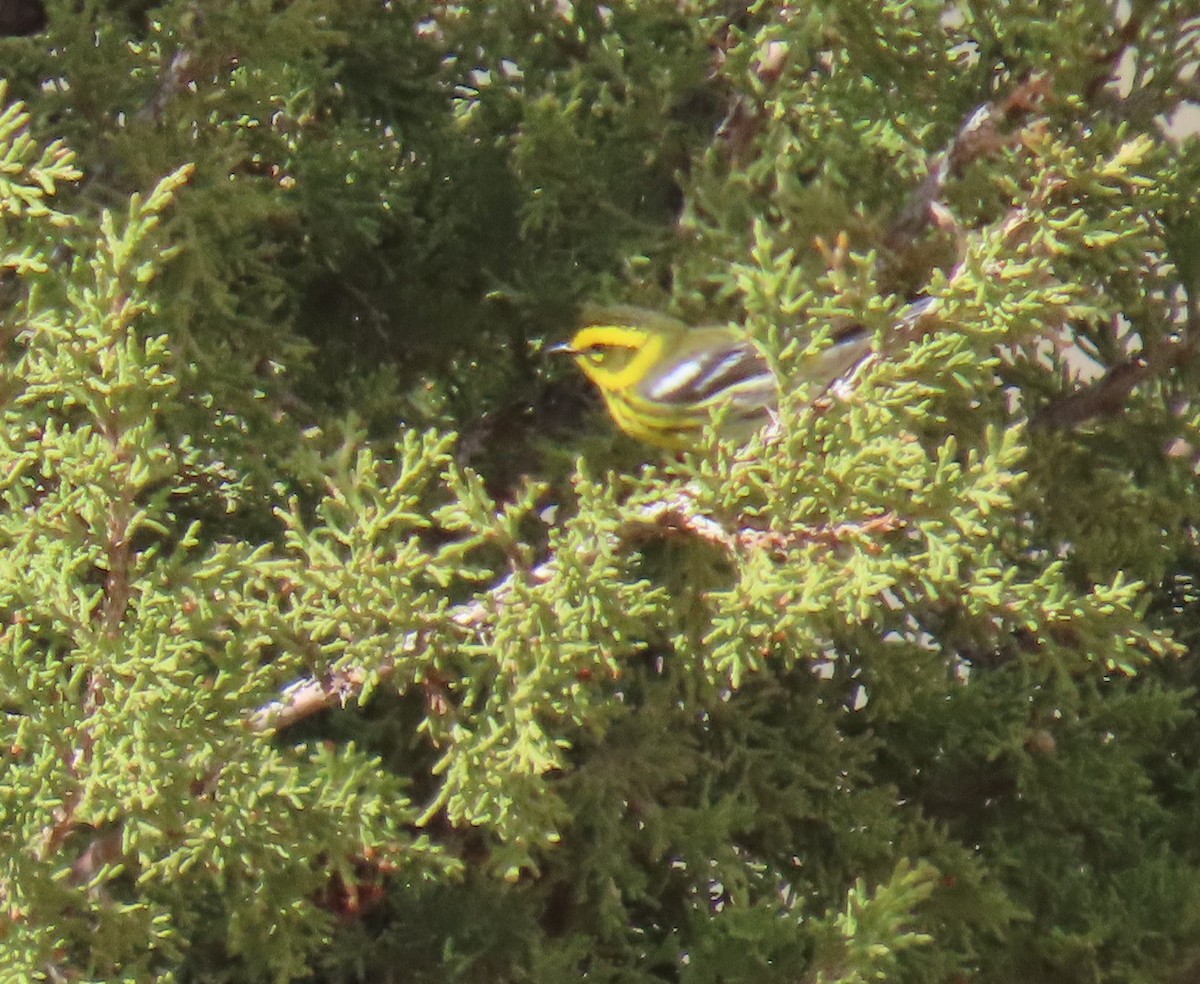 Townsend's Warbler - ML568716311