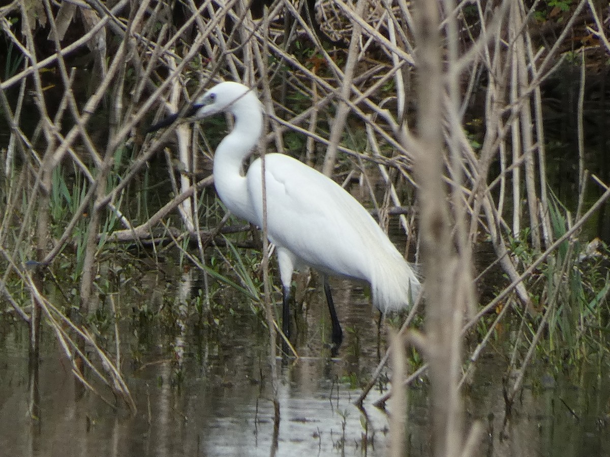 Little Egret - ML568716971