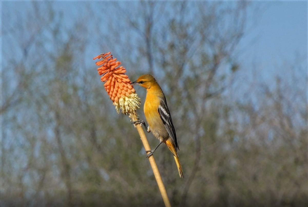 Bullock's Oriole - Judy Lazarus Yellon