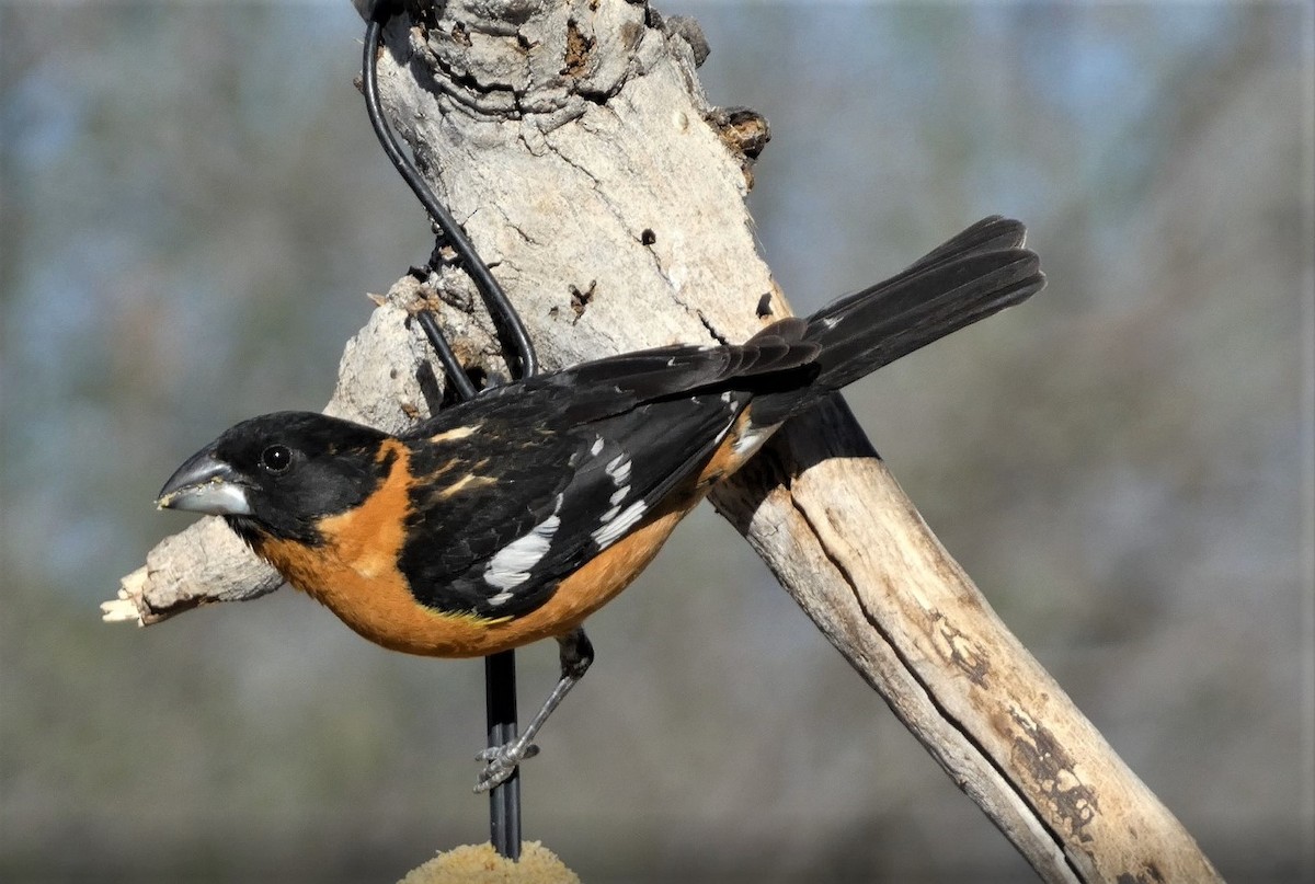 Cardinal à tête noire - ML568717311