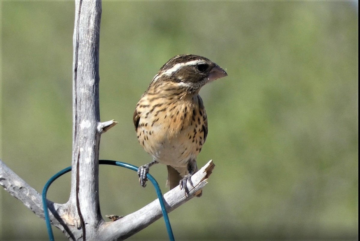 Black-headed Grosbeak - Judy Lazarus Yellon