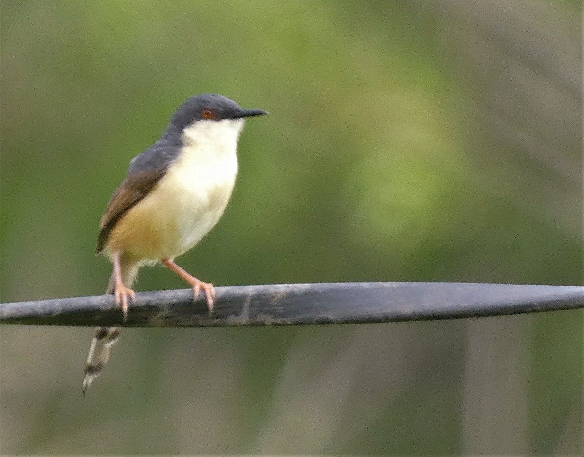 Prinia Cenicienta - ML568717421