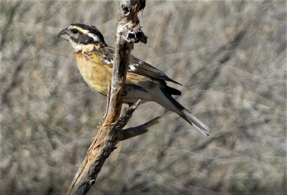 Black-headed Grosbeak - Judy Lazarus Yellon