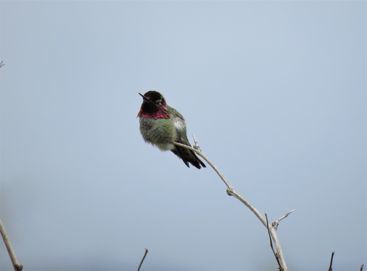 Anna's Hummingbird - ML568717931