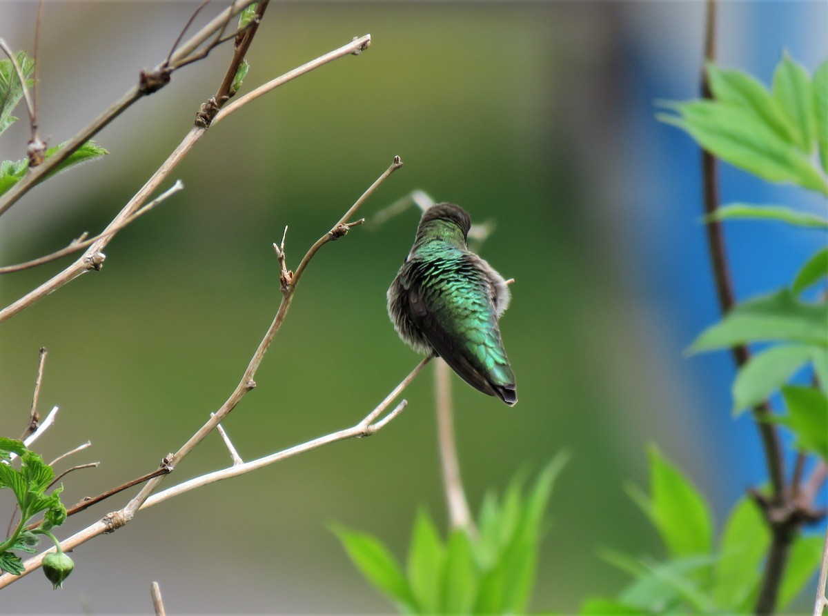 Anna's Hummingbird - ML568717941