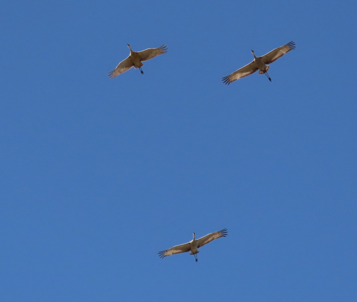 Sandhill Crane - Sherree Sheide