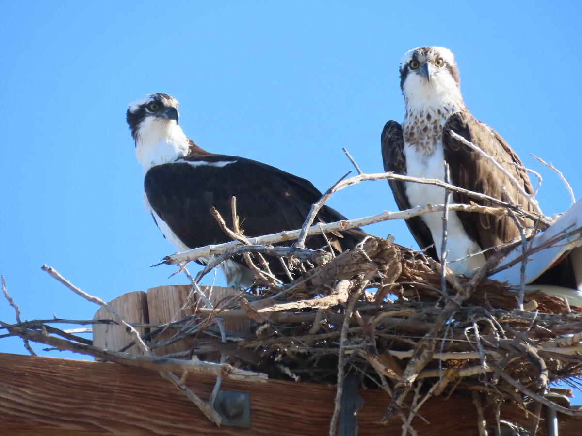 Osprey - ML568718431