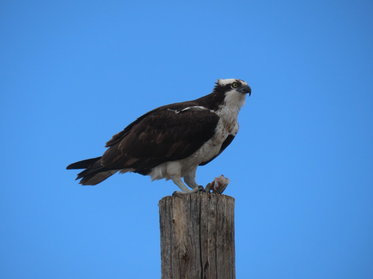 Osprey - ML568718521