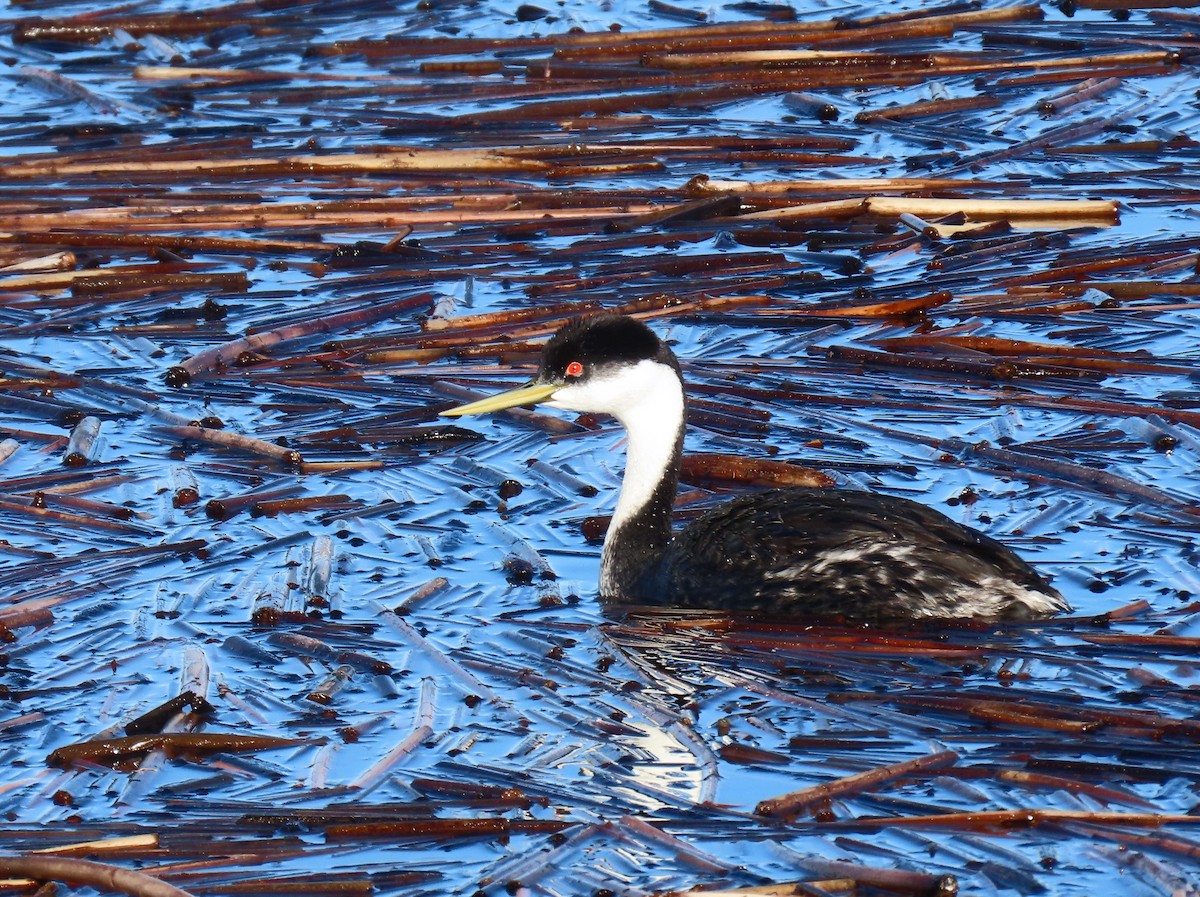 Western Grebe - ML568718881