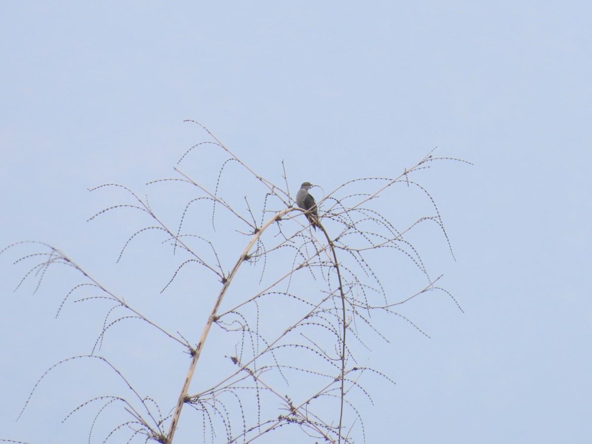 Common Cuckoo - ML568719601