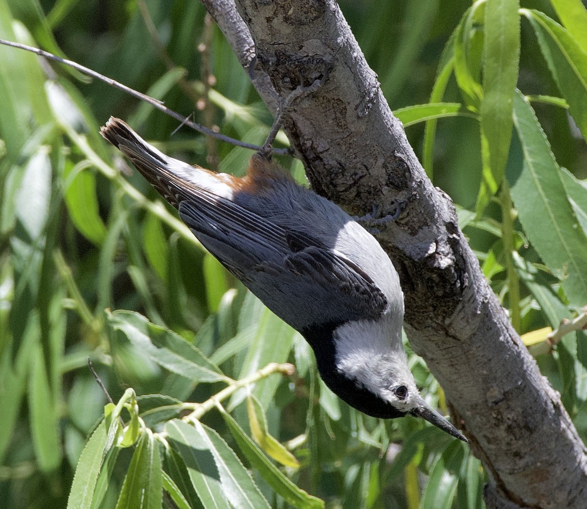 White-breasted Nuthatch - ML568720831