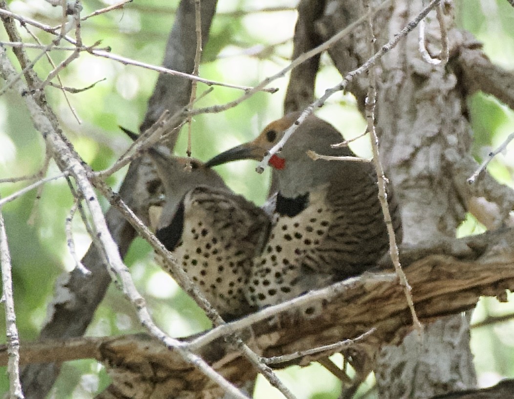 Northern Flicker (Red-shafted) - ML568720901