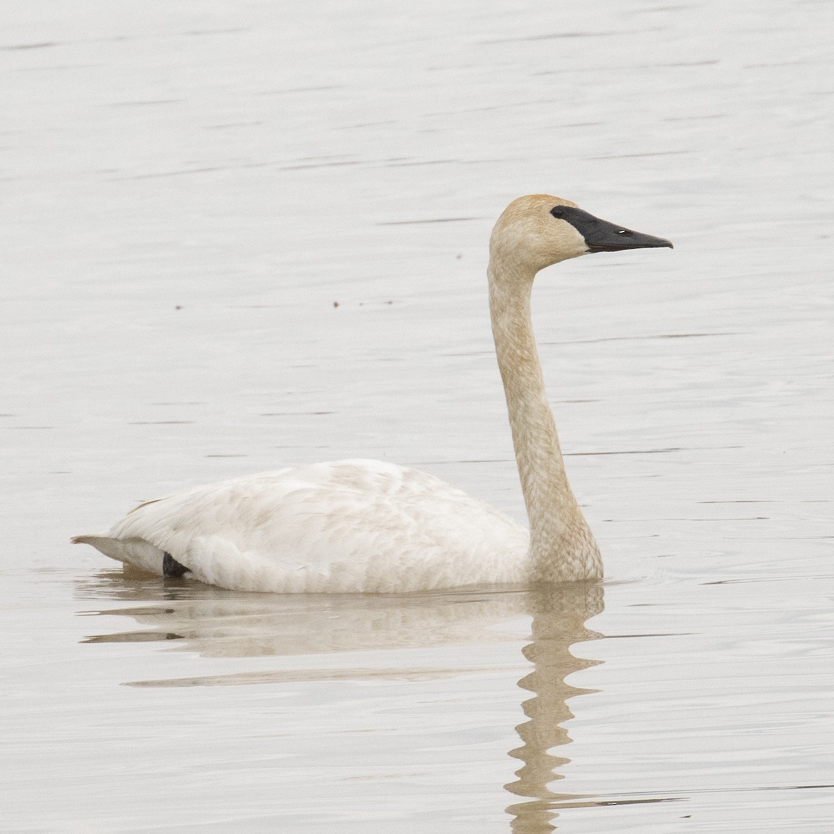 Trumpeter Swan - ML568720931