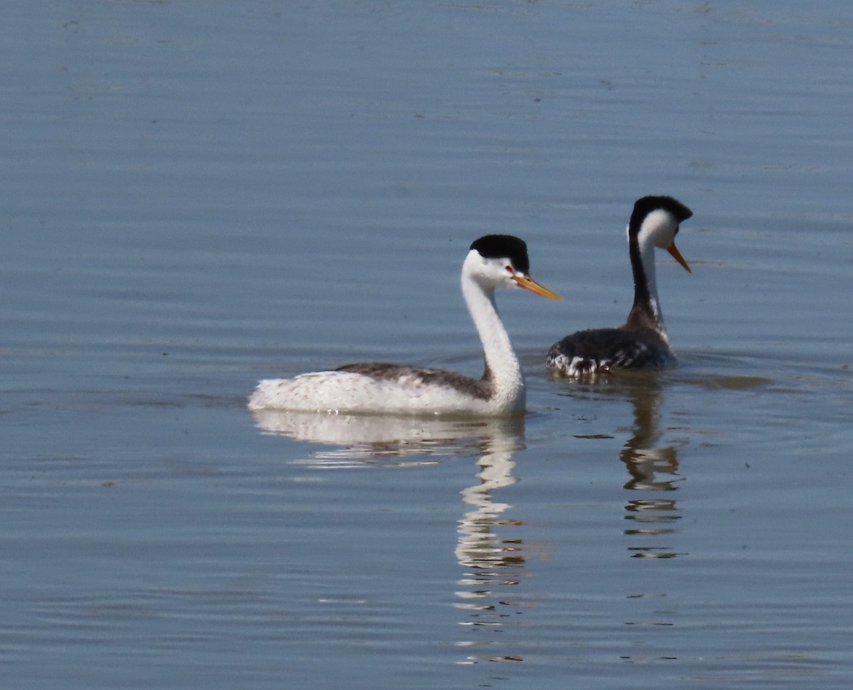 Clark's Grebe - ML568721211