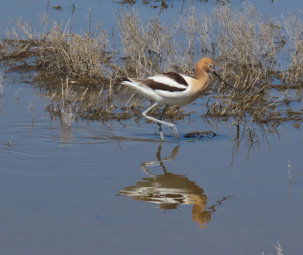 American Avocet - ML568721301
