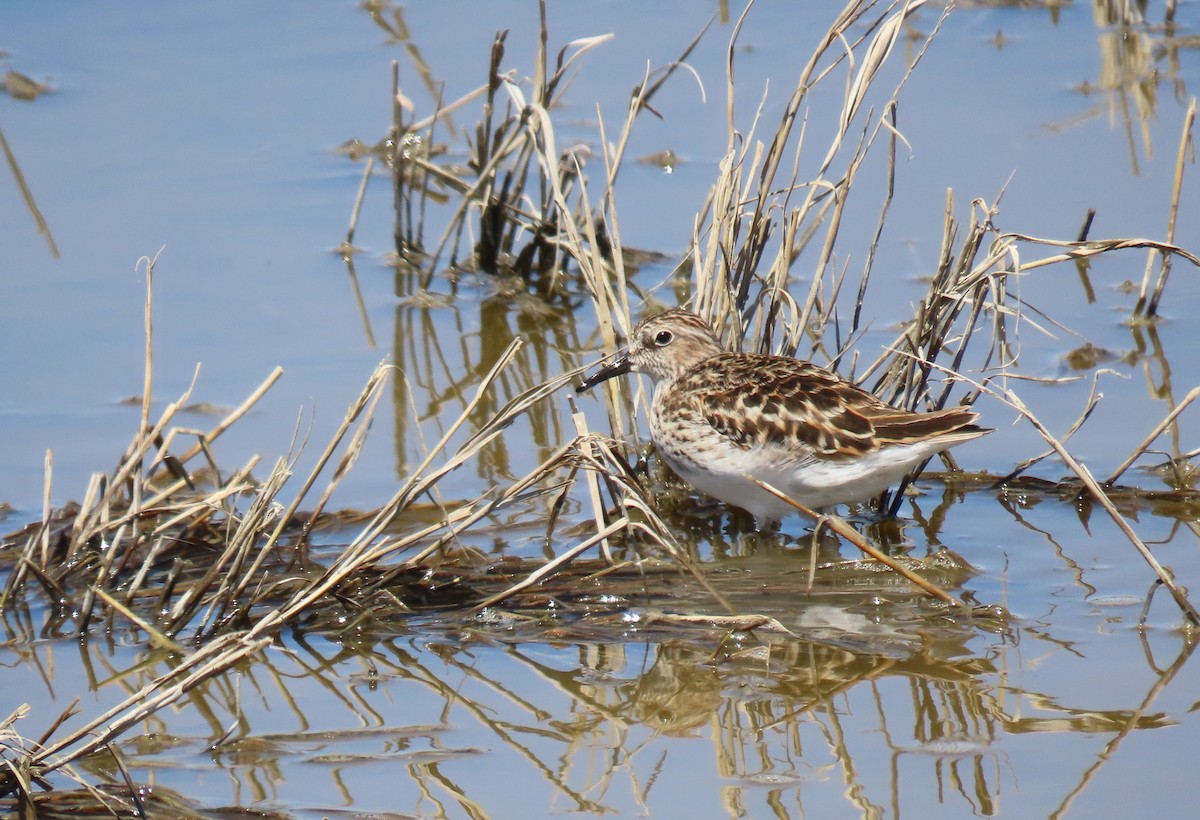 pygmésnipe - ML568721411