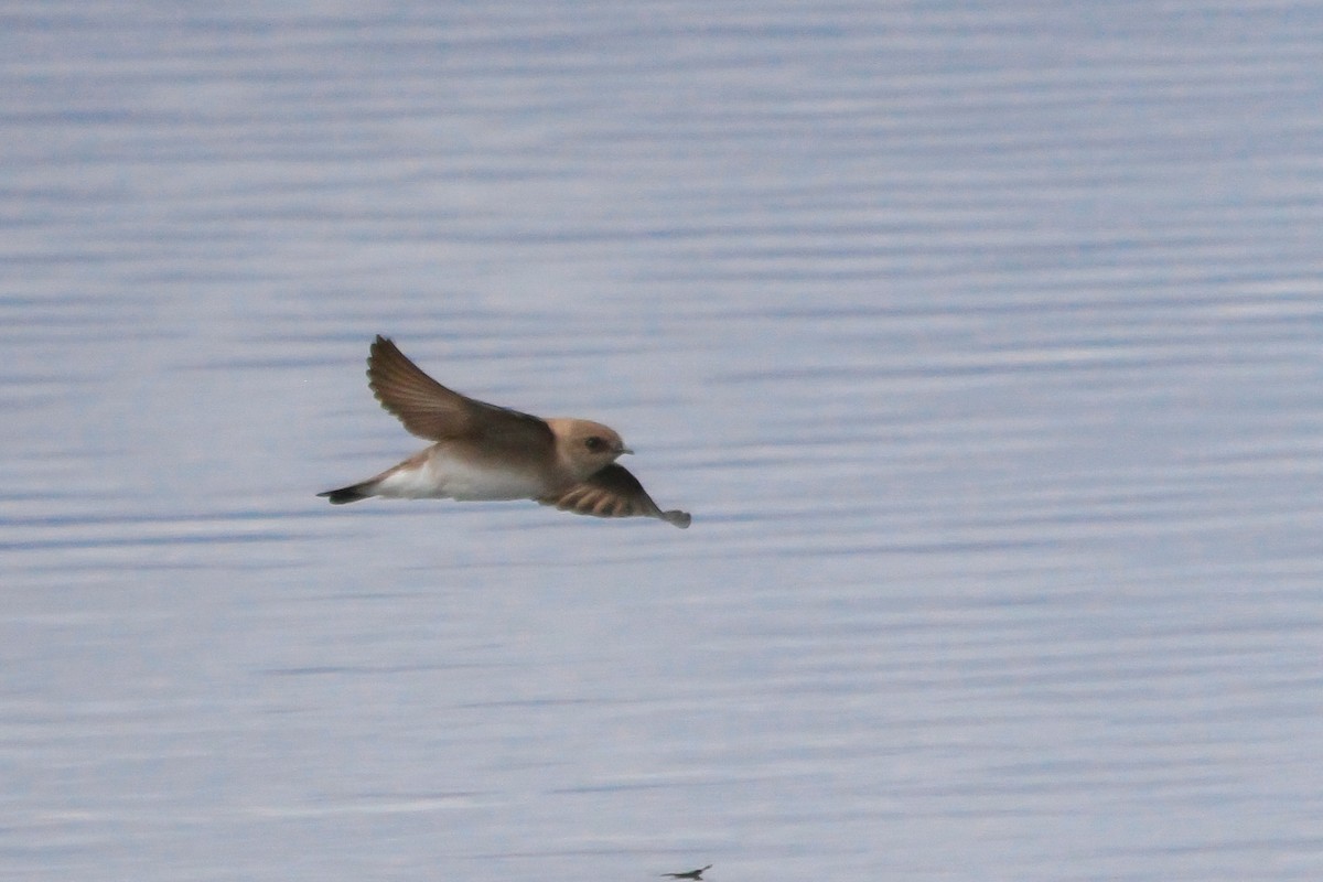 Northern Rough-winged Swallow - ML568721641