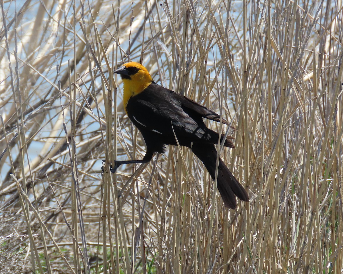 Yellow-headed Blackbird - ML568721661