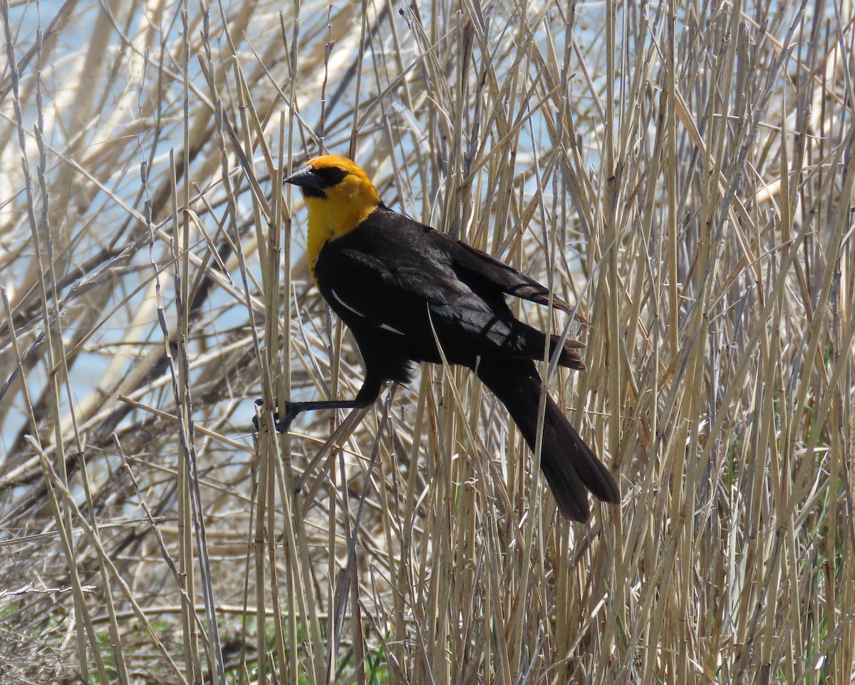 Yellow-headed Blackbird - Sherree Sheide