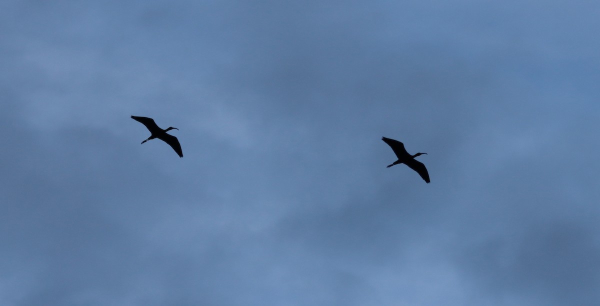 ibis hnědý - ML568721681