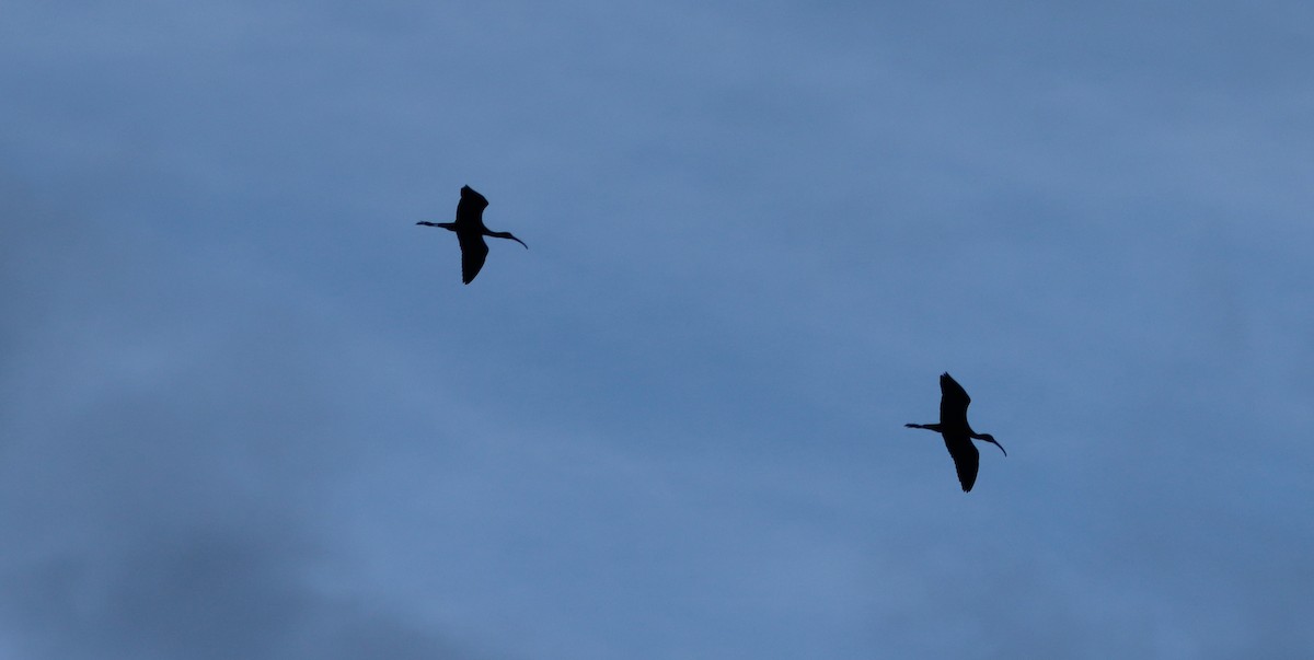 Glossy Ibis - ML568721761