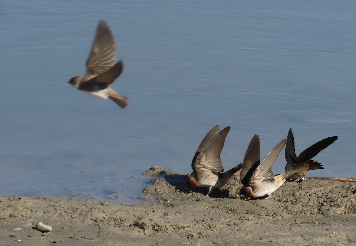 Cliff Swallow - ML568721771