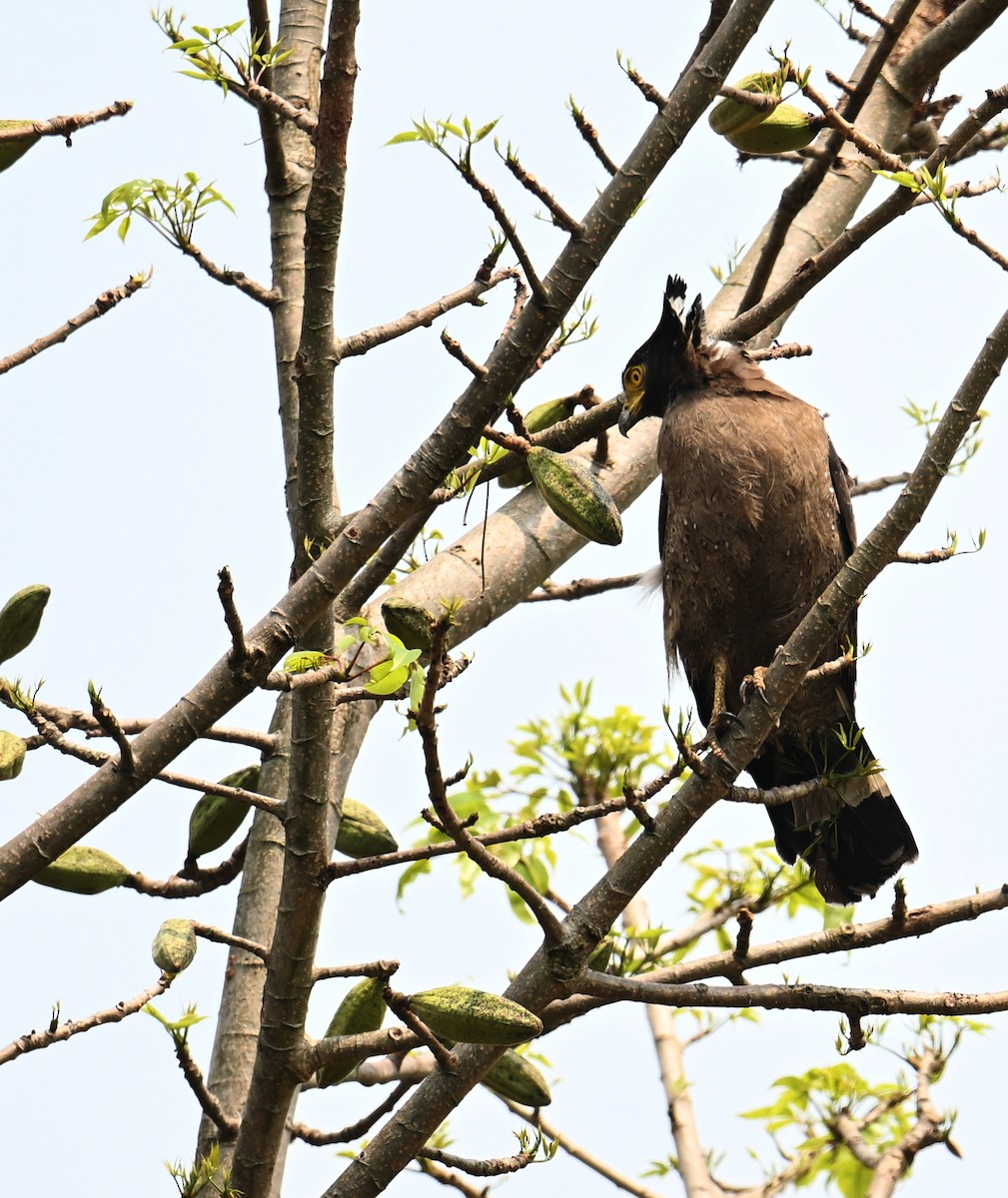 Crested Serpent-Eagle - Qiang Zeng