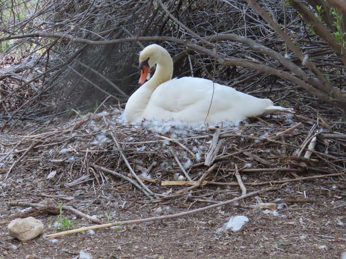 Mute Swan - ML568723081