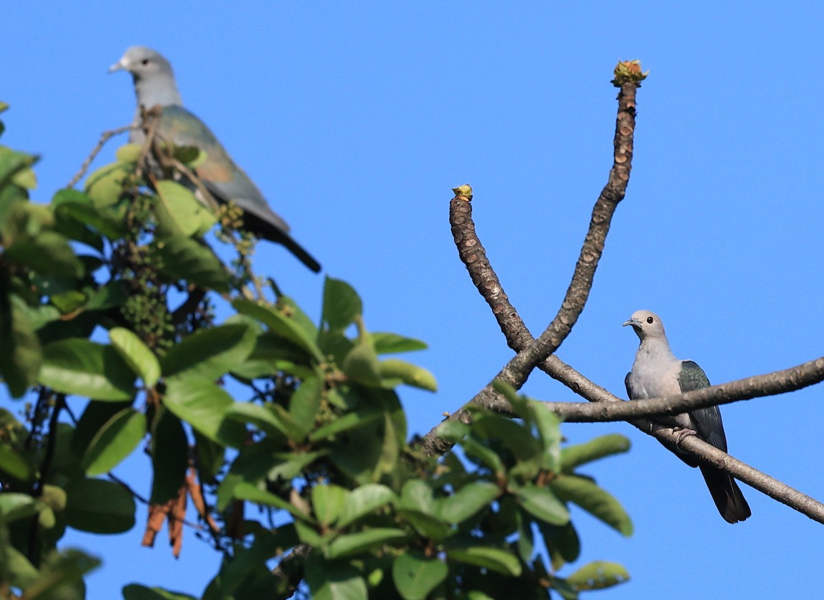 Green Imperial-Pigeon - ML568723511