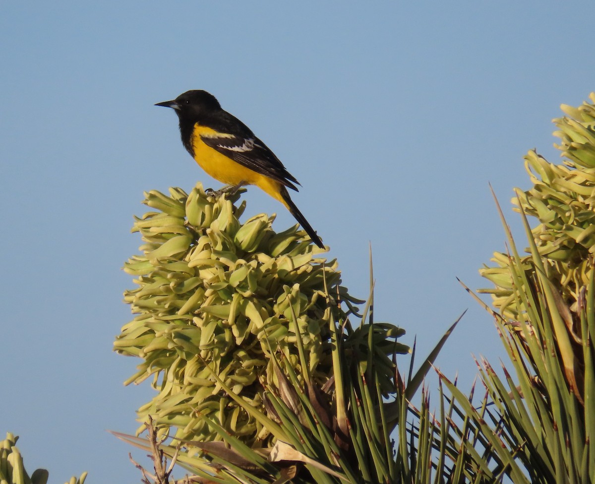 Scott's Oriole - ML568723571