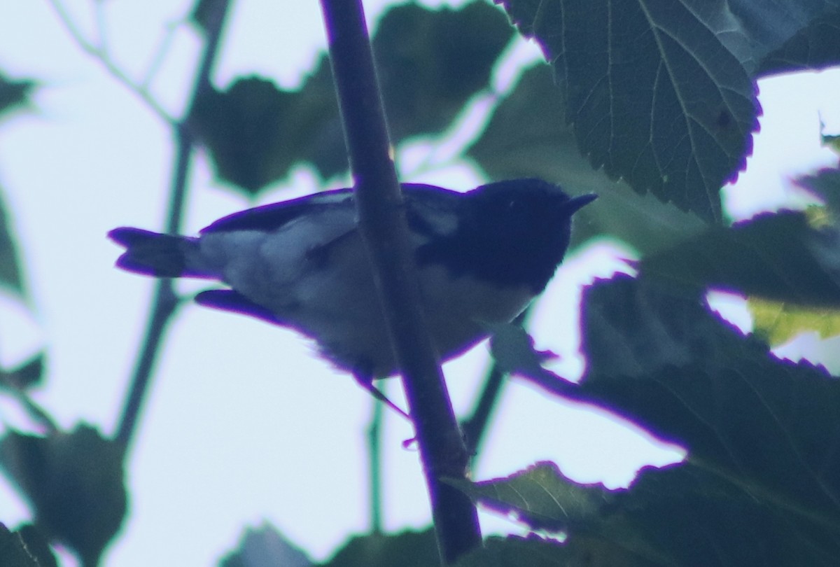 Black-throated Blue Warbler - ML56872381