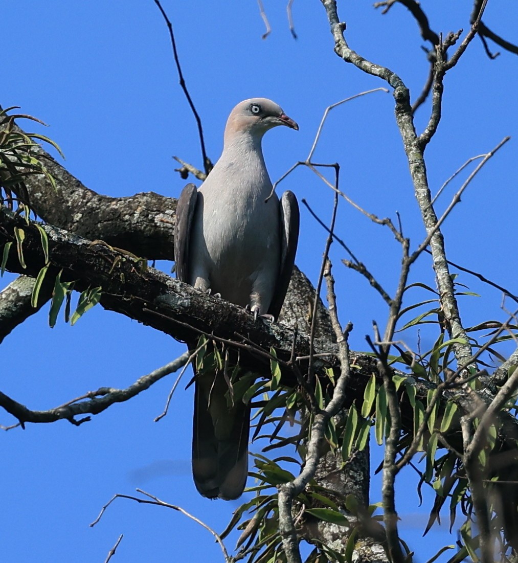 Mountain Imperial-Pigeon - ML568724191