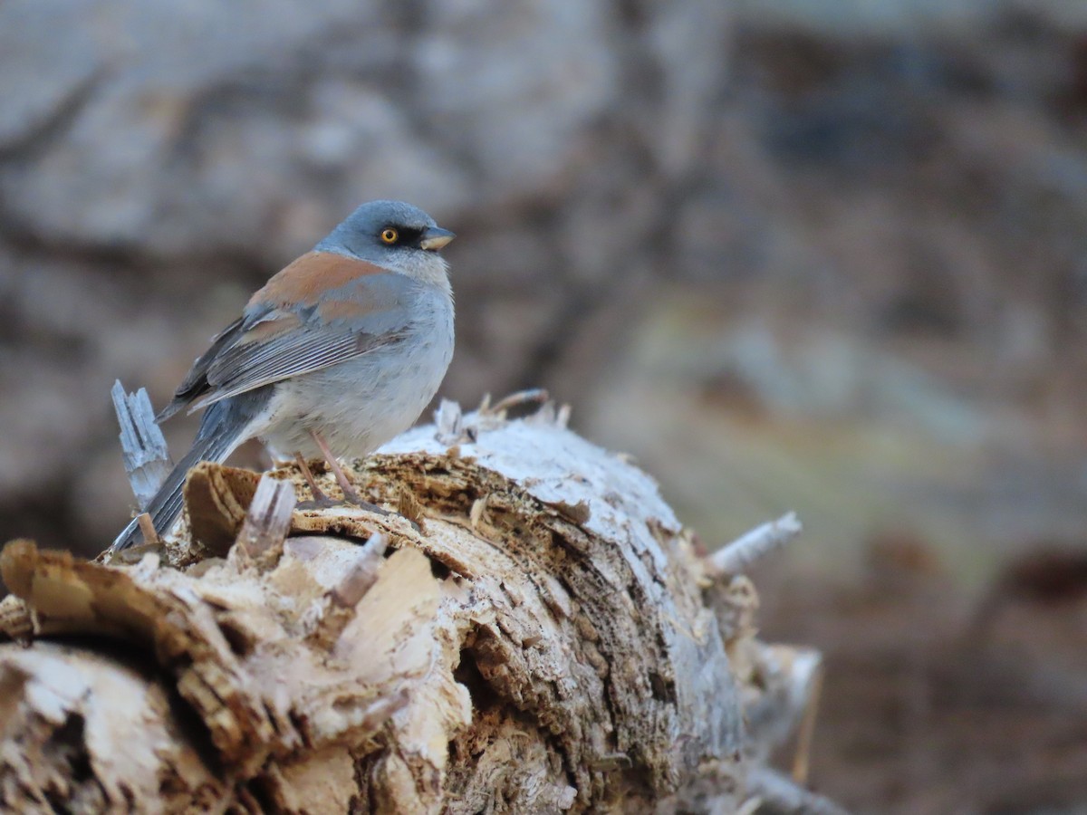 Yellow-eyed Junco - ML568724701