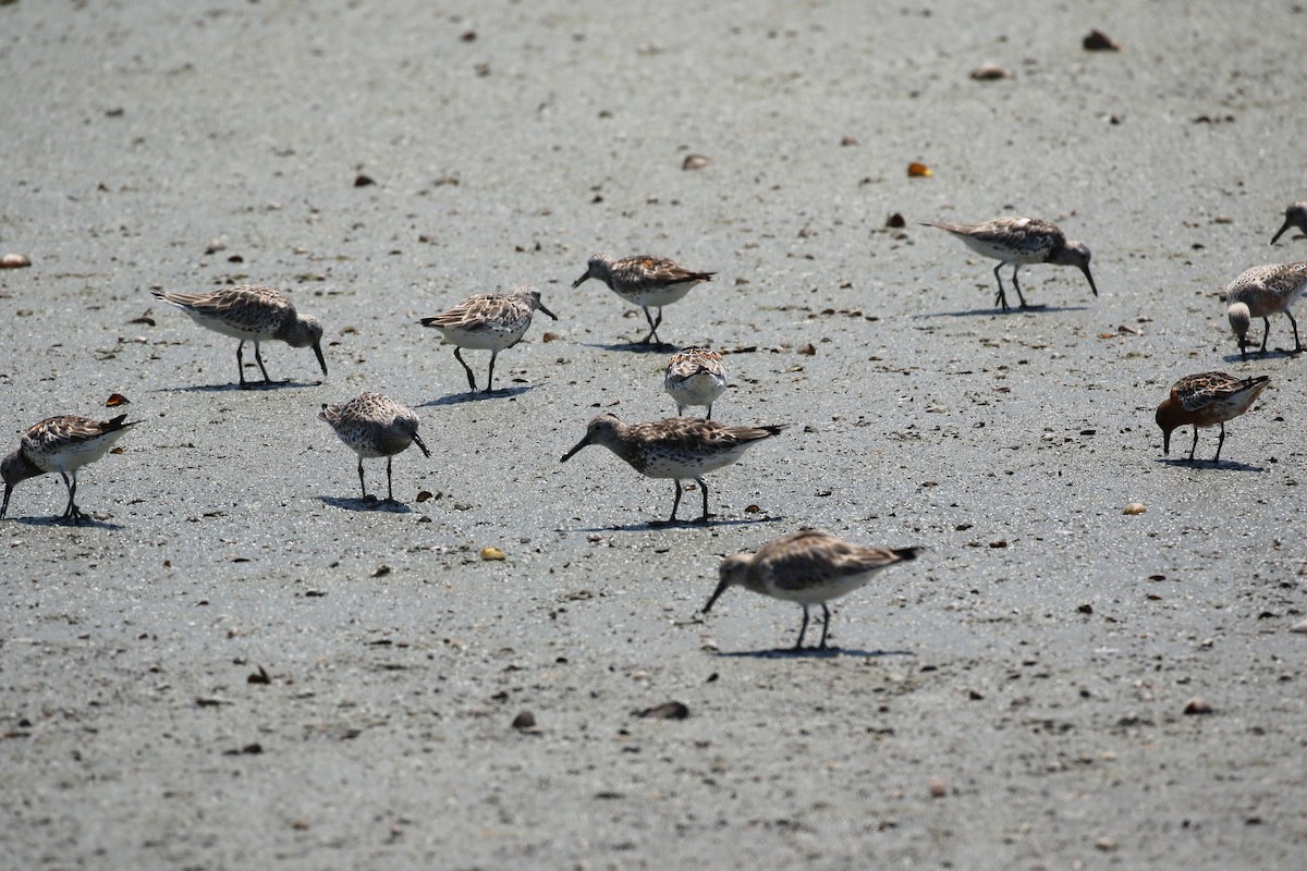 Great Knot - ML568725101