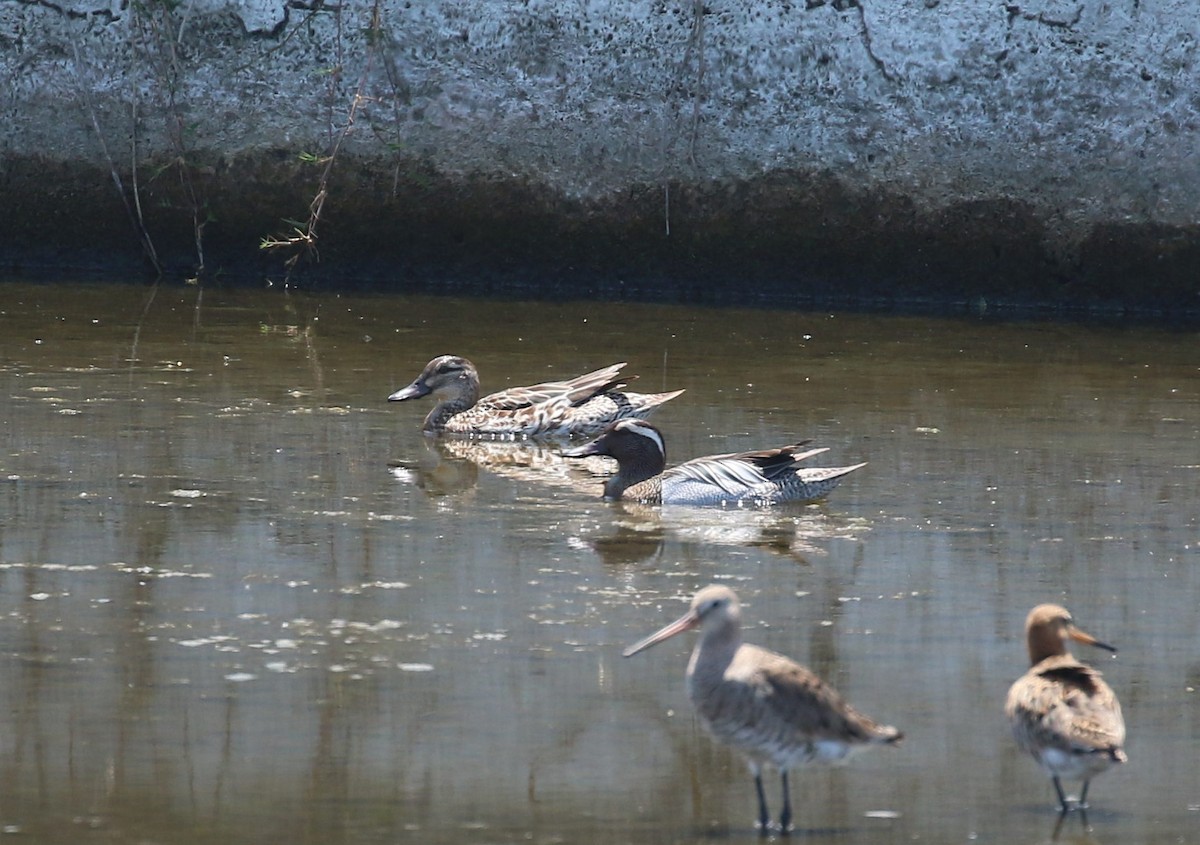 Garganey - ML568725571