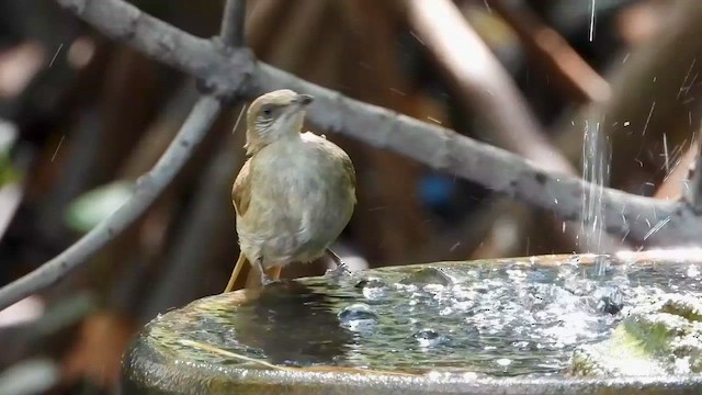 Бюльбюль таїландський - ML568725731