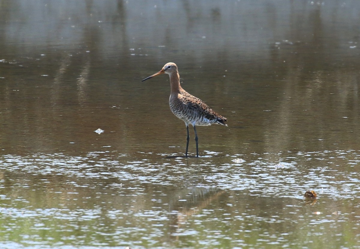 Black-tailed Godwit (melanuroides) - ML568725741