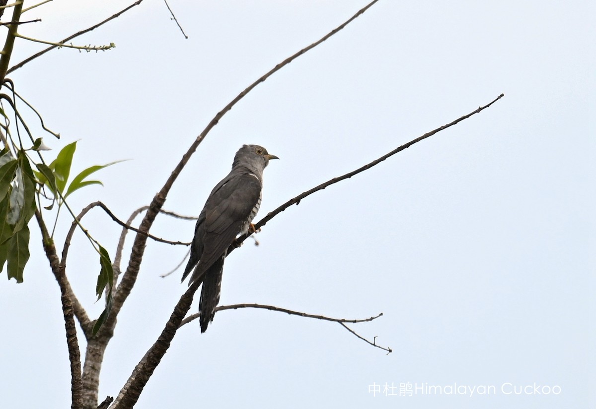 Himalayan Cuckoo - ML568726021