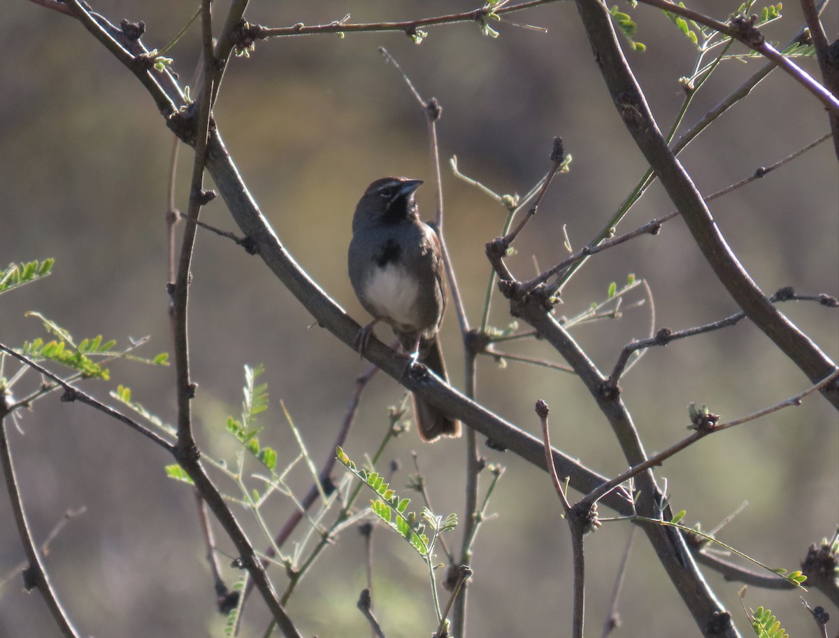 Five-striped Sparrow - ML568726191